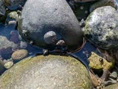 Rocking Chair Limpet thumbnail 4