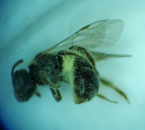 Very Smooth Sweat Bee
