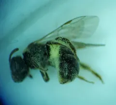 Very Smooth Sweat Bee thumbnail 1