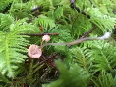 pink bonnet thumbnail 1