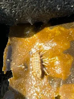 Eastern Sandtick thumbnail 3