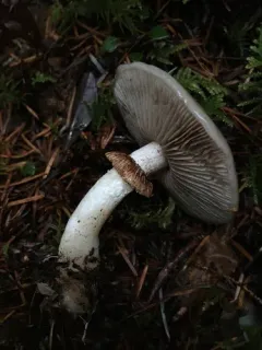 Stropharia albivelata thumbnail 3