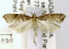 Acrolepiopsis californica thumbnail 2