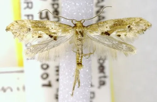 Epermenia falcata
