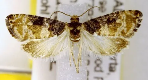 Paralobesia blandula