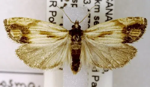 Essex Eucosma Moth