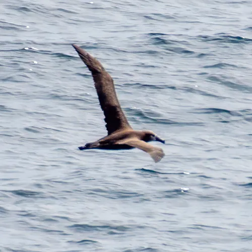 Black-footed Albatross