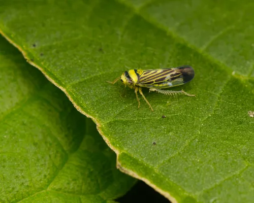 Colladonus mendicus