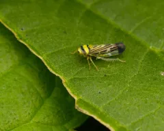 Colladonus mendicus thumbnail 1