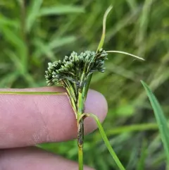 Black-girdle Bulrush thumbnail 4