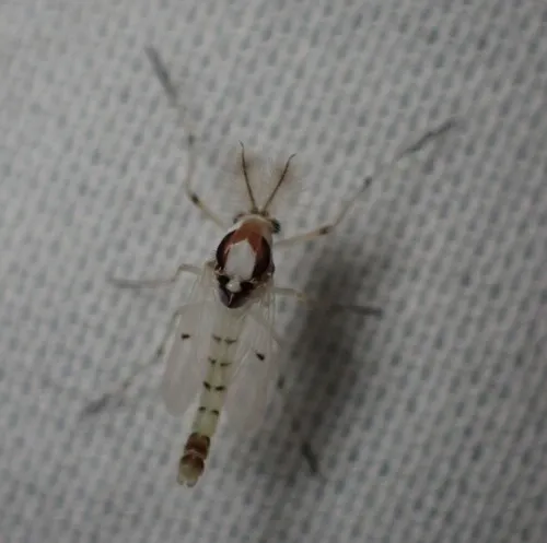 Coelotanypus concinnus