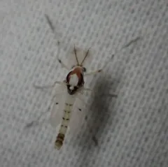 Coelotanypus concinnus thumbnail 1