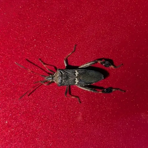 Western Leaf-footed Bug