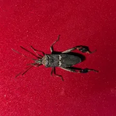 Western Leaf-footed Bug thumbnail 1