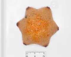 Obscure Cushion Star thumbnail 2