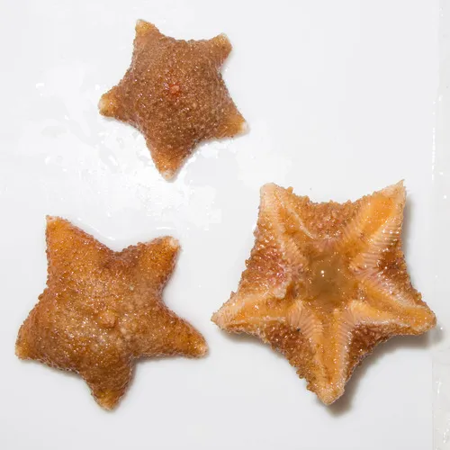 Pteraster pulvillus