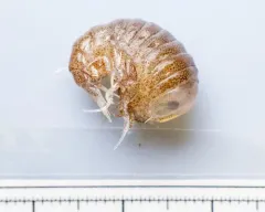 Hyperia galba thumbnail 3