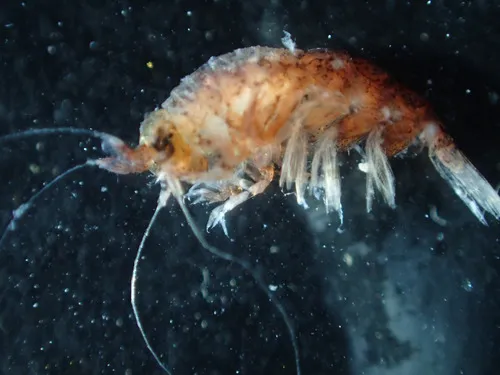 Hyperoche medusarum
