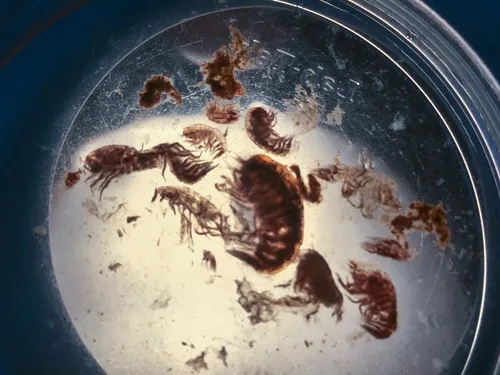 Hyperia medusarum