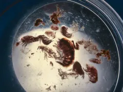 Hyperia medusarum thumbnail 1