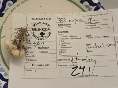 Gymnopus barbipes thumbnail 2