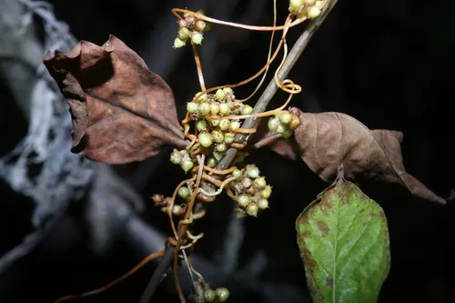 Cuscuta saururi