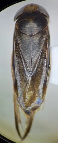 Sigara omani