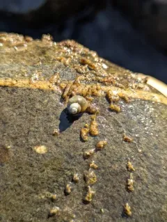 Ashy Pebblesnail thumbnail 3