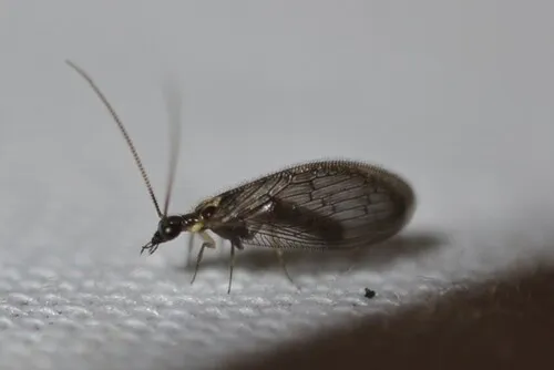 Sympherobius occidentalis