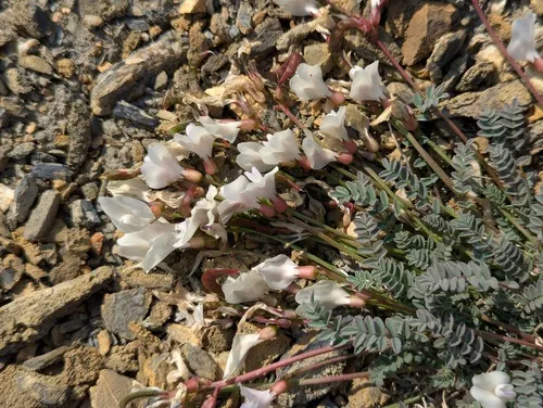 Nutzotin Milkvetch