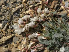 Nutzotin Milkvetch thumbnail 1