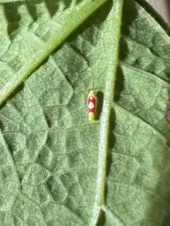 Red Apple Leafhopper thumbnail 2