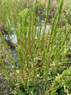 Erysimum virgatum thumbnail 2