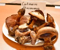 Atkinson's Fungus thumbnail 2