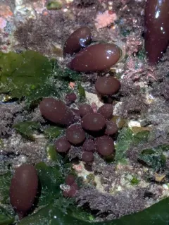 Red Sea Grapes thumbnail 4