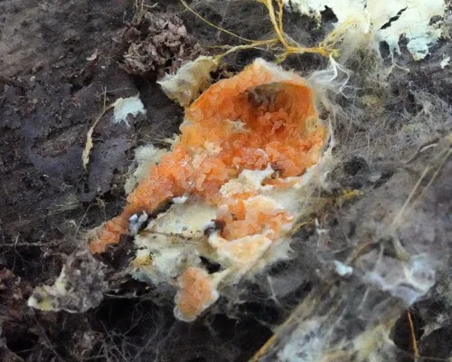 Leucogyrophana mollusca