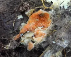 Leucogyrophana mollusca thumbnail 1