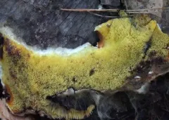 Tanned Toothcrust thumbnail 2