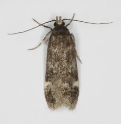Spring Oak Leafroller Moth thumbnail 2