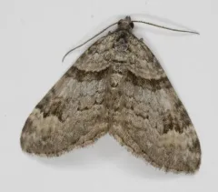 Northern Carpet thumbnail 2