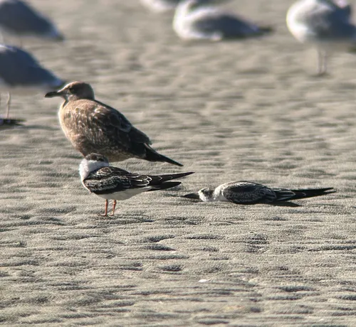 Black Skimmer