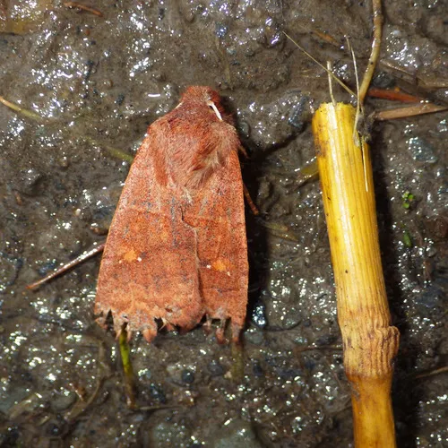 Straight-toothed Sallow