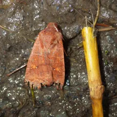 Straight-toothed Sallow thumbnail 1