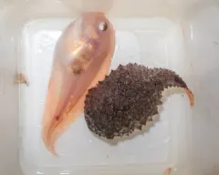 Sea Tadpole thumbnail 2