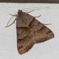 Clover Looper Moth thumbnail 3