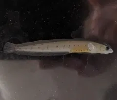 Stout Eelblenny thumbnail 2