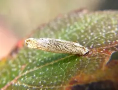 Cigar Casebearer Moth thumbnail 4