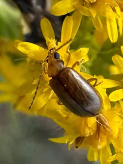 Metrioidea convexa thumbnail 2