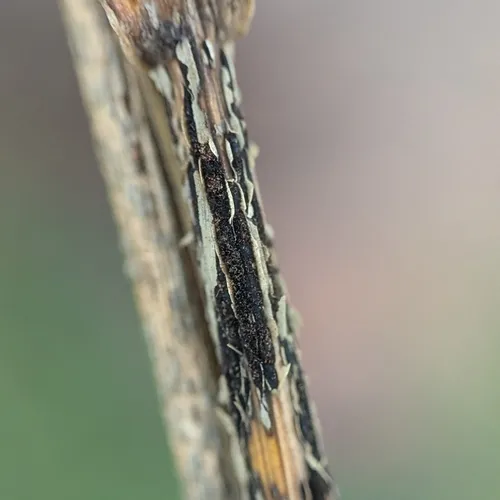 cereal rusts
