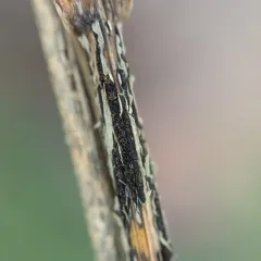 cereal rusts thumbnail 1